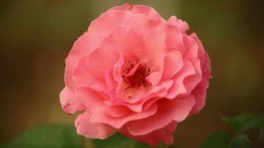 Bahar bahçesinde yeşilliklerle çevrili gül ağacı çalısı. Yakın plan..