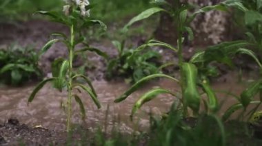 Baharda bahçedeki çiçek yataklarına yağmur yağar. Yakın çekim, sıçrama, su birikintileri.