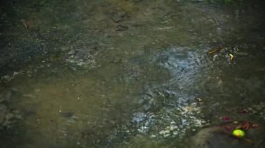 Yağmur çamur ve yerdeki su birikintilerine dökülür. Bulutlu bahar günü.