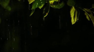 Yağmur suyu bahçedeki yeşil yaprakların üzerinden akar. Yakın plan..