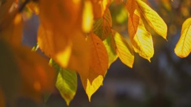 Bahçedeki bir ağaçta sonbahar sarısı yapraklar. Güneşli sonbahar günü, yakın plan..