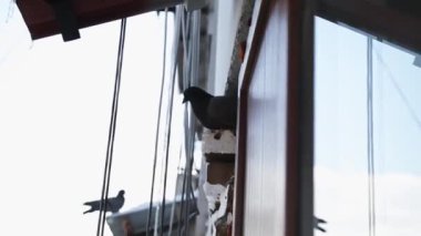 Karla kaplı bir şehrin arka planında bir güvercin oturuyor. Kış, yakın çekim.