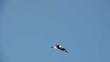 Mavi bir yaz gökyüzünün arka planında bir leyleğin uçuşu. Ağır çekim. Her yerde yeşil ağaçlar var..