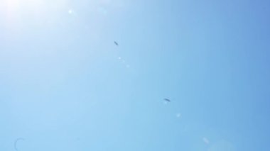 Mavi bir yaz gökyüzünün arka planında bir leyleğin uçuşu. Ağır çekim. Her yerde yeşil ağaçlar var..