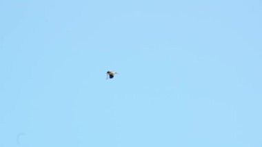 Bir leylek mavi yaz gökyüzüne karşı yuvasına iner. Bulutsuz bir gün.