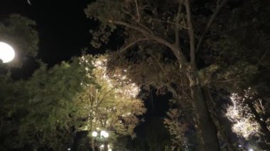 Gece parkında gölün kıyısındaki aydınlatılmış ağaçlarla yürüyün. Bulutsuz Yaz Gecesi