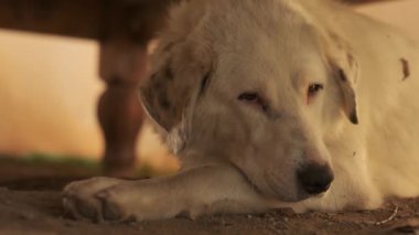 Bej saçlı ve benekli kulaklı büyük bir köpek ahşap bir masanın altında yerde yatıyor. Yavaş Hareket, Kapat