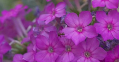 Büyük bir karınca yaz otlağında mor çiçeklerin üzerinde sürünür. Yavaş Hareket.