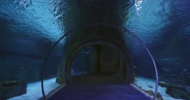Şehir akvaryumundaki su altı tüneli farklı balıklarla çevrili. Yavaş Hareket.