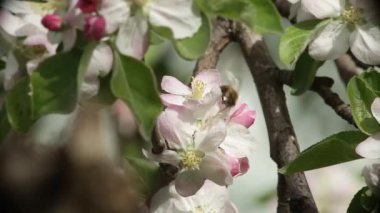 Etrafta uçuşan arılarla birlikte çiçek açan kiraz ağacı. Kapat..
