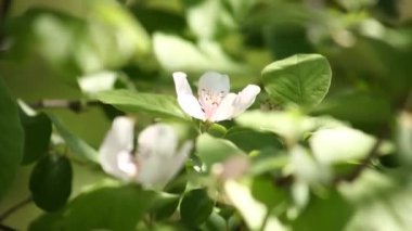 Güneşli bir günde, bahçede bir elma ağacının dalında çiçekler. Kapat..