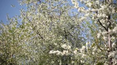 Bahçede çiçek açan elma ve kiraz ağaçları. Güneşli bahar günü.