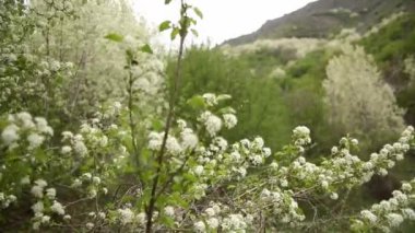 Dağların arkasındaki bahçede çiçek açan elma ve kiraz ağaçları. Bahar Bulutlu Günü