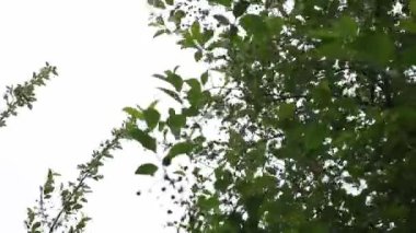 Bahçede çiçek açan elma ve kiraz ağaçlarının dalları mavi gökyüzünün arka planına karşı. Bulutlu bahar günü