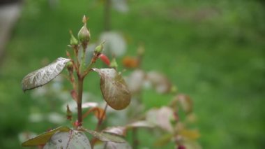Yeşil bir bahar bahçesinde gül çalısı sapındaki dikenler. Yakın plan..