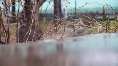 Bir bahar bahçesinin arka planına düşen damlaların ve yağmur akıntılarının yakın çekimi. Bulutlu yağmurlu gün.