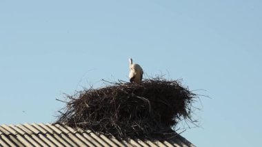 Mavi bir yaz gökyüzünün arka planında kuşların olduğu bir leylek yuvası. Bulutsuz bir gün