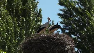 Mavi bir yaz gökyüzünün arka planında kuşların olduğu bir leylek yuvası. Bulutsuz bir gün