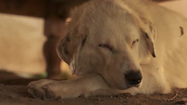 Bej saçlı ve benekli kulaklı büyük bir köpek ahşap bir masanın altında yerde yatıyor. Yavaş Hareket, Kapat