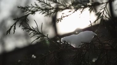 Arkaplanında kar ve buz olan çam dalı. Kış, yakın çekim