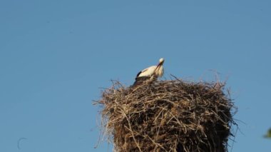 Mavi bir yaz gökyüzünün arka planında kuşların olduğu bir leylek yuvası. Bulutsuz bir gün