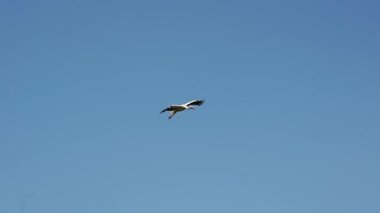 Bir leylek mavi yaz gökyüzüne karşı yuvasına iner. Bulutsuz bir gün.