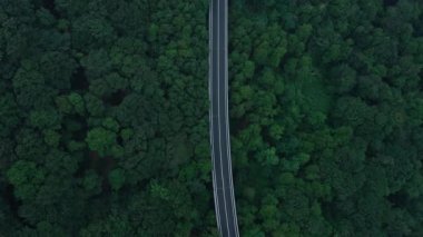 Yoğun orman ve sisli bir dağ yolunda bir dron. Bulutlu bir yaz günü. Hava Görünümü