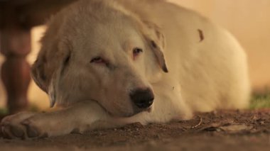 Bej saçlı ve benekli kulaklı büyük bir köpek ahşap bir masanın altında yerde yatıyor. Yavaş Hareket, Kapat