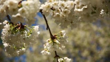 Güneşli bir günde, bahçede bir elma ağacının dalında çiçekler. Kapat..