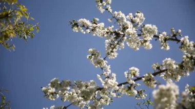 Güneşli bir günde, bahçede bir elma ağacının dalında çiçekler. Kapat..