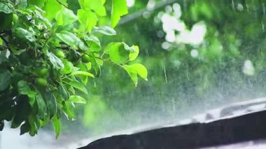 Yağmur, ağacın yeşil yapraklarına ve bahçenin çatısına yağar. Yakın plan.
