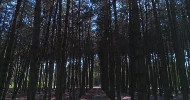 İnsansız hava aracı bir çam ormanındaki ağaçların arasından uçar. Bulutlu bir yaz günü.