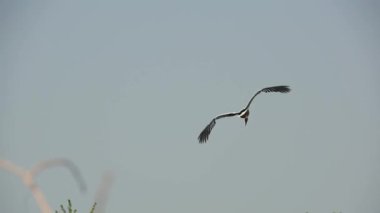 Mavi bir yaz gökyüzünün arka planında bir leyleğin uçuşu. Ağır çekim. Her yerde yeşil ağaçlar var..