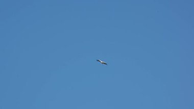 Mavi bir yaz gökyüzünün arka planında bir leyleğin uçuşu. Ağır çekim. Her yerde yeşil ağaçlar var..