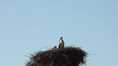 Mavi bir yaz gökyüzünün arka planında kuşların olduğu bir leylek yuvası. Bulutsuz bir gün