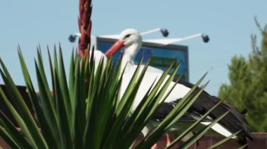 Leylekler çiçekler ve ağaçlar arasında yeşil çimlerde yürür. Bulutsuz bir yaz günü.