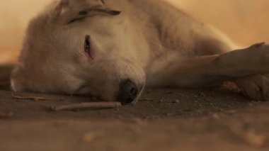 Bej saçlı ve benekli kulaklı büyük bir köpek ahşap bir masanın altında yerde yatıyor. Yavaş Hareket, Kapat
