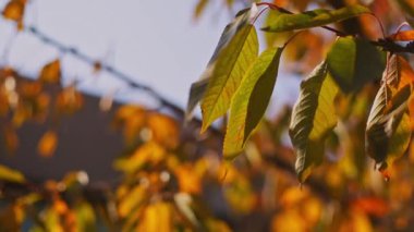 Bahçedeki bir ağaçta sonbahar sarısı yapraklar. Güneşli sonbahar günü, yakın plan..