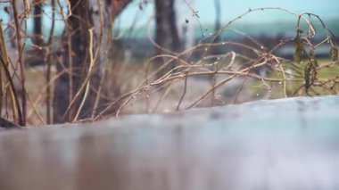 Bir bahar bahçesinin arka planına düşen damlaların ve yağmur akıntılarının yakın çekimi. Bulutlu yağmurlu gün.