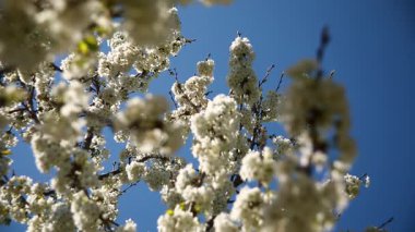 Güneşli bir günde, bahçede bir elma ağacının dalında çiçekler. Kapat..