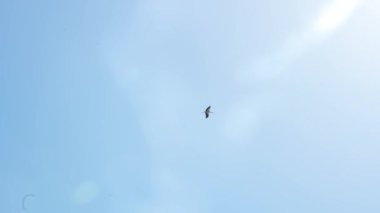 Mavi bir yaz gökyüzünün arka planında bir leyleğin uçuşu. Ağır çekim. Her yerde yeşil ağaçlar var..