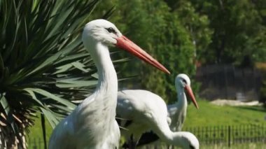 Leylekler çiçekler ve ağaçlar arasında yeşil çimlerde yürür. Bulutsuz bir yaz günü.