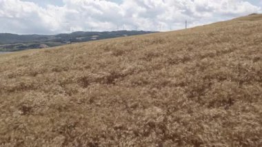 Göl kenarındaki tepelerdeki çiftlik arazilerinde insansız hava aracı. Bulutlu bir yaz günü. Hava Görünümü.