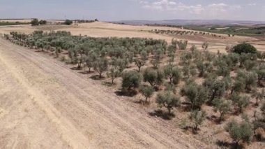 Sonbahar bulutlu bir günde tarlalarda samanların üzerinde vızıltı. Hava Görünümü