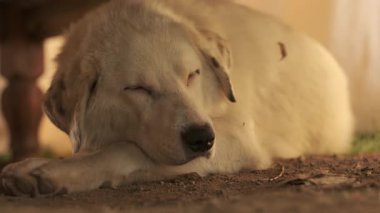 Bej saçlı ve benekli kulaklı büyük bir köpek ahşap bir masanın altında yerde yatıyor. Yavaş Hareket, Kapat