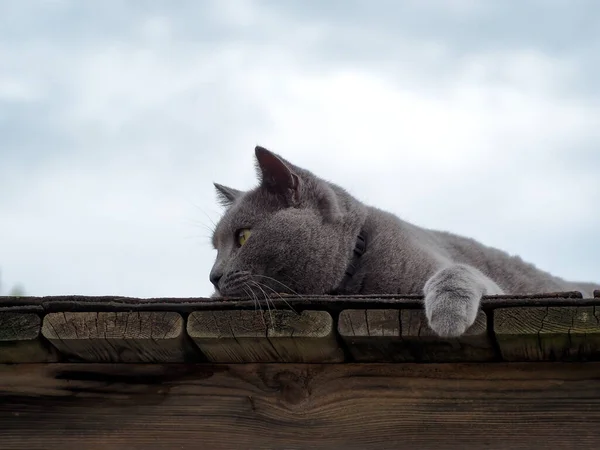 灰色の猫の外で 寝てリラックス 居心地の良い 自然の中を歩く青い猫 ペットケア 人間の友人 青い猫が横になり夏時間だ 空を背景に スペースのコピー — ストック写真