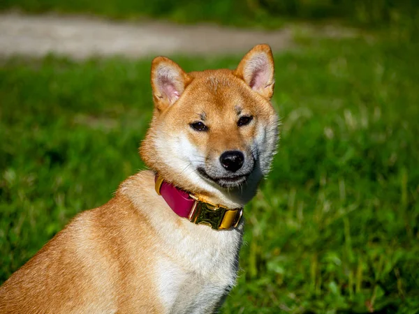 Shiba Inu Spielt Auf Dem Hundespielplatz Park Netter Hund Der — Stockfoto