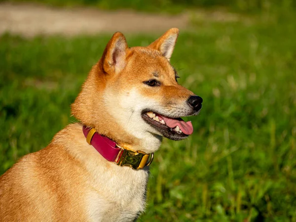 Сиба Ину Играет Собачьей Площадке Парке Симпатичная Собака Шиба Ину — стоковое фото