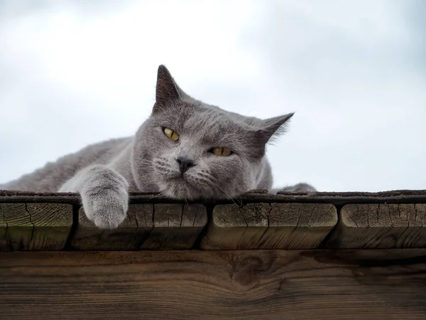 Gray cat relaxing outside, sleeping. blue cat at cozy, walks in nature. Pet care, friend of human. blue cat lying, summer time. Sky on background. Copy space