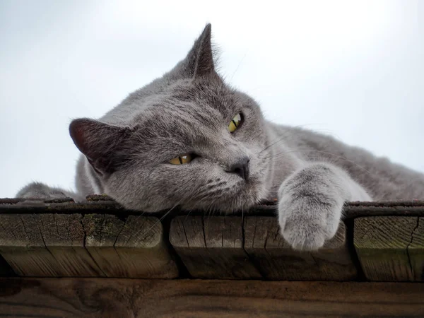 Gray cat relaxing outside, sleeping. blue cat at cozy, walks in nature. Pet care, friend of human. blue cat lying, summer time. Sky on background. Copy space